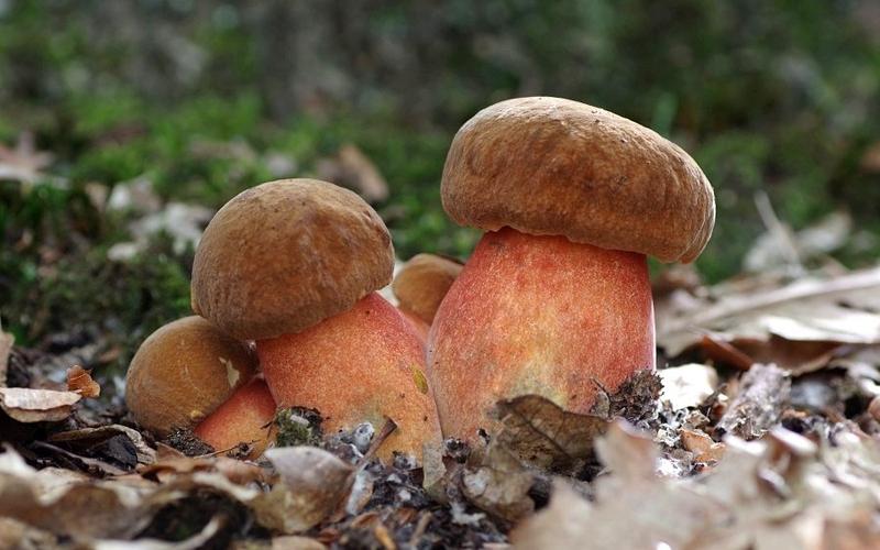 Borowik ceglastopory