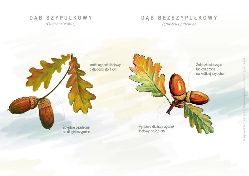 Dab bezszypulkowy w ogrodzie