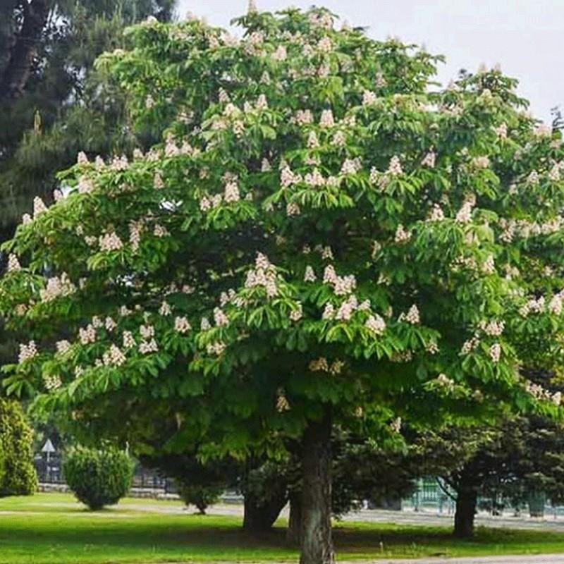 Kasztanowiec i ekosystem