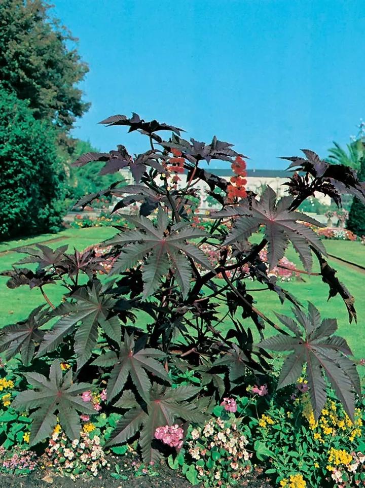 Kasztanowiec w przyrodzie