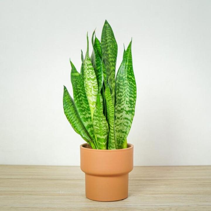 Kwiaty doniczkowe do domu