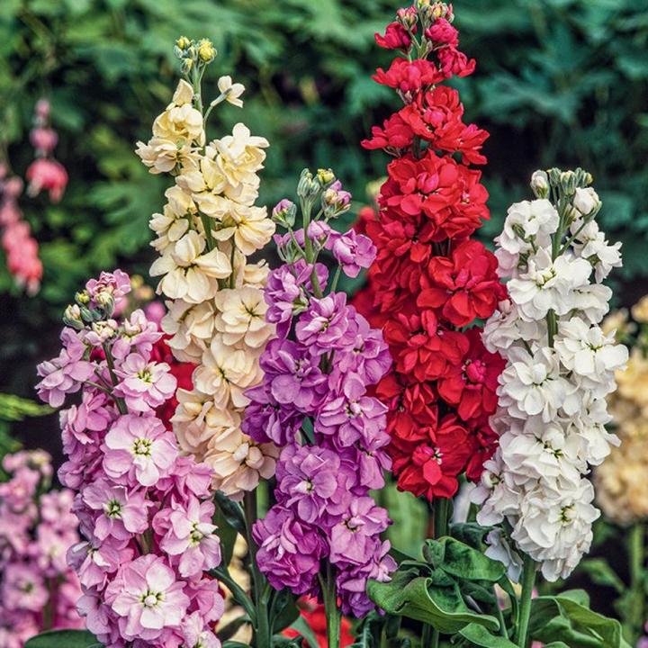 Uprawa lewkoni letniej