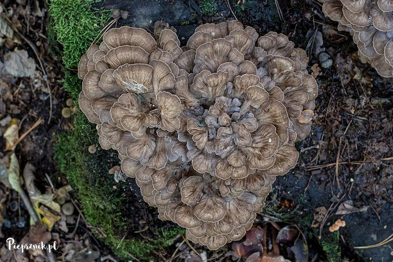 Zagwica listkowata w ogrodzie