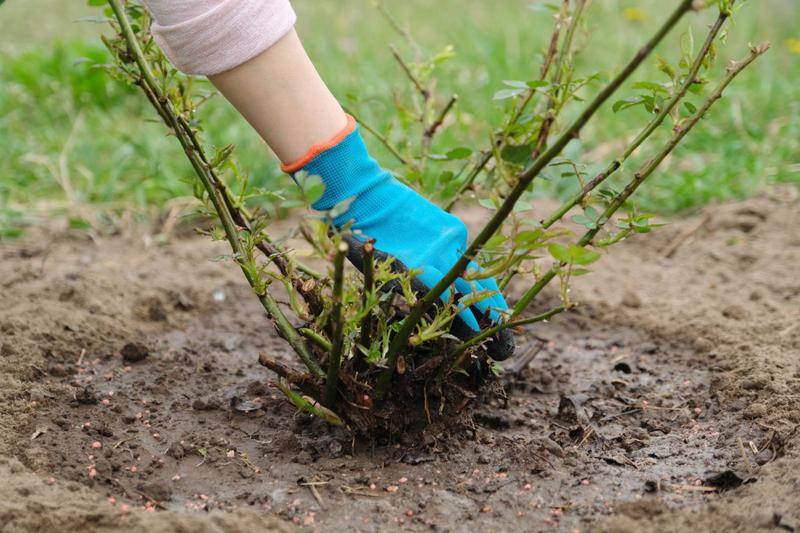 Najlepszy moment na sadzenie róż – kiedy to zrobić, aby cieszyć się pięknem kwiatów?