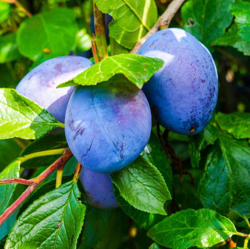 Odkryj piękno śliwy – drzewo, które ozdobi Twój ogród