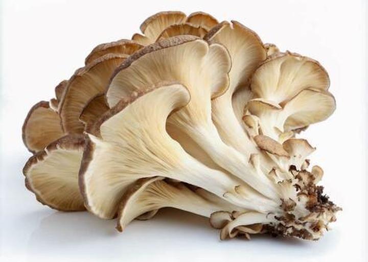 Odkryj piękno zagwicy listkowatej – naturalny skarb naszej flory