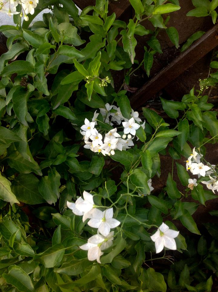 DIY kosmetyki z psianką jasminową