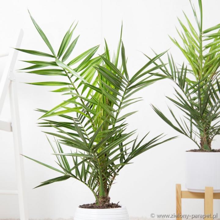 Egzotyczne rośliny w Polsce