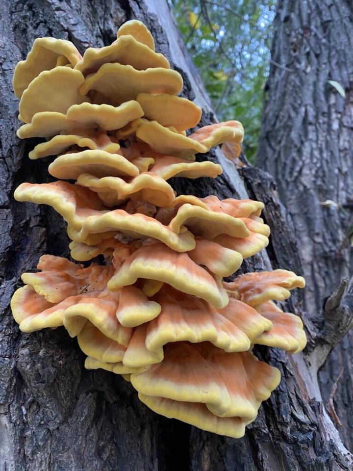 Ekologiczne wykorzystanie zolciaka siarkowego