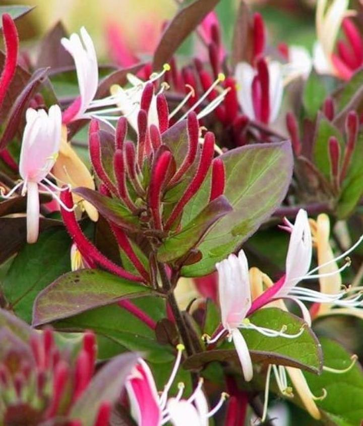 Lecznicze właściwości wiciokrzewu