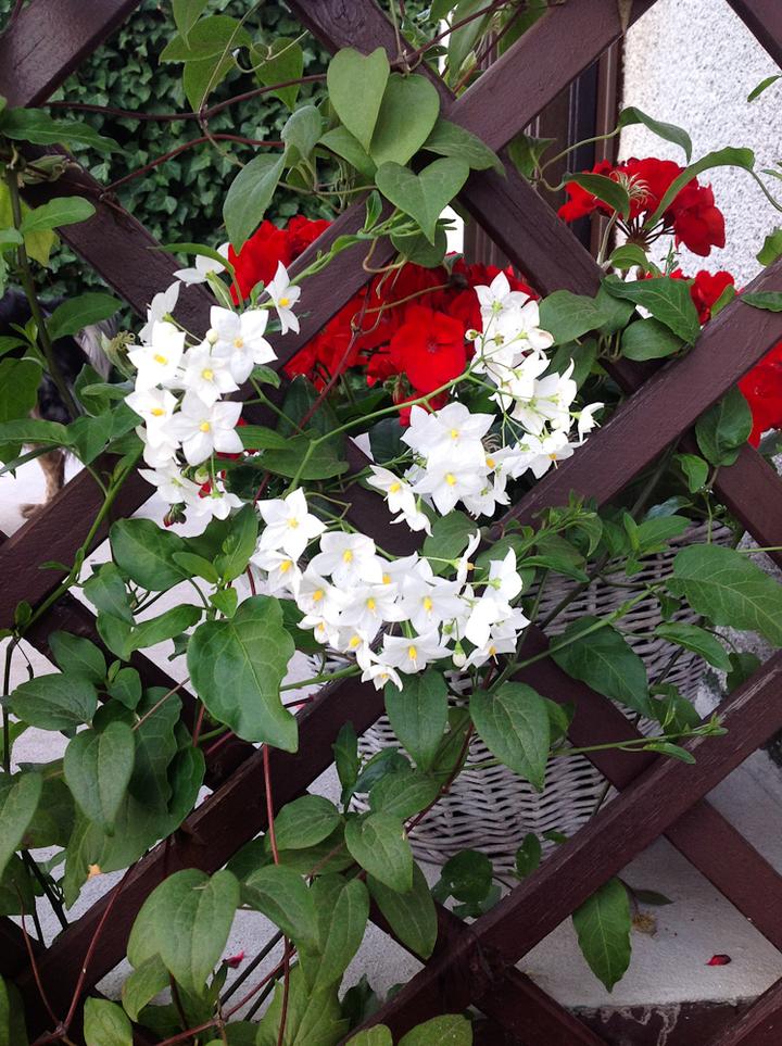 Naturalne składniki do pielęgnacji