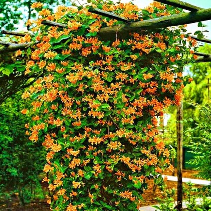 Ogród z wiciokrzewem