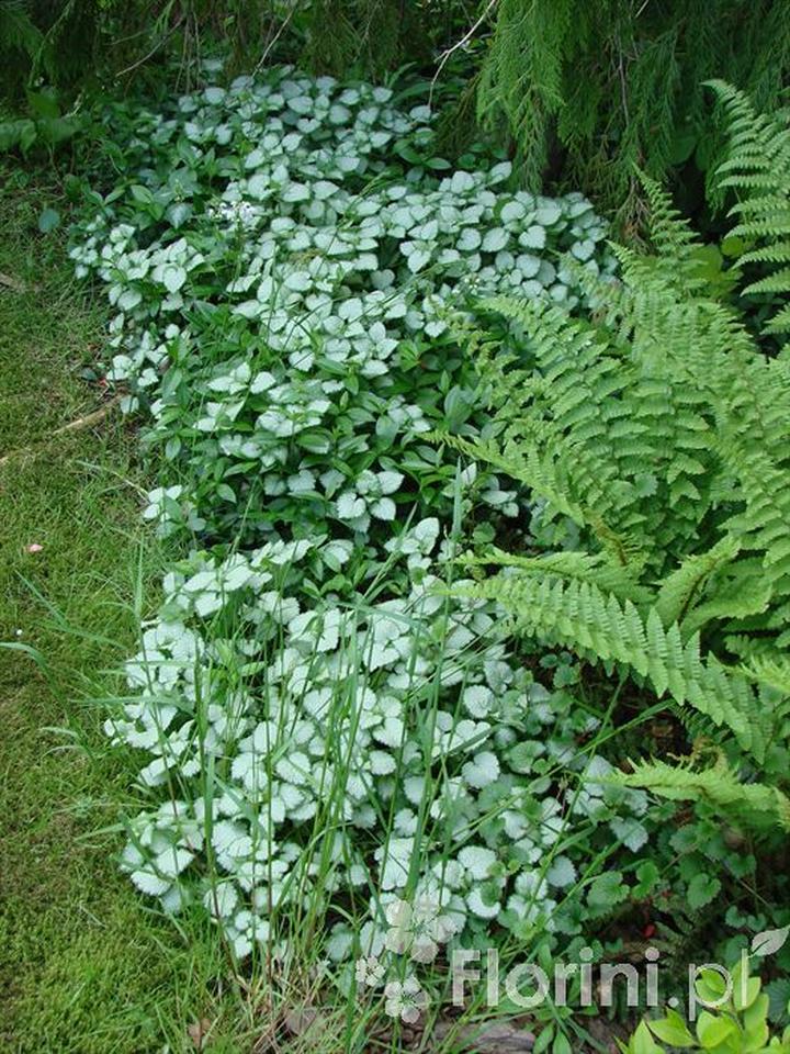 Pielęgnacja jasnoty plamistej