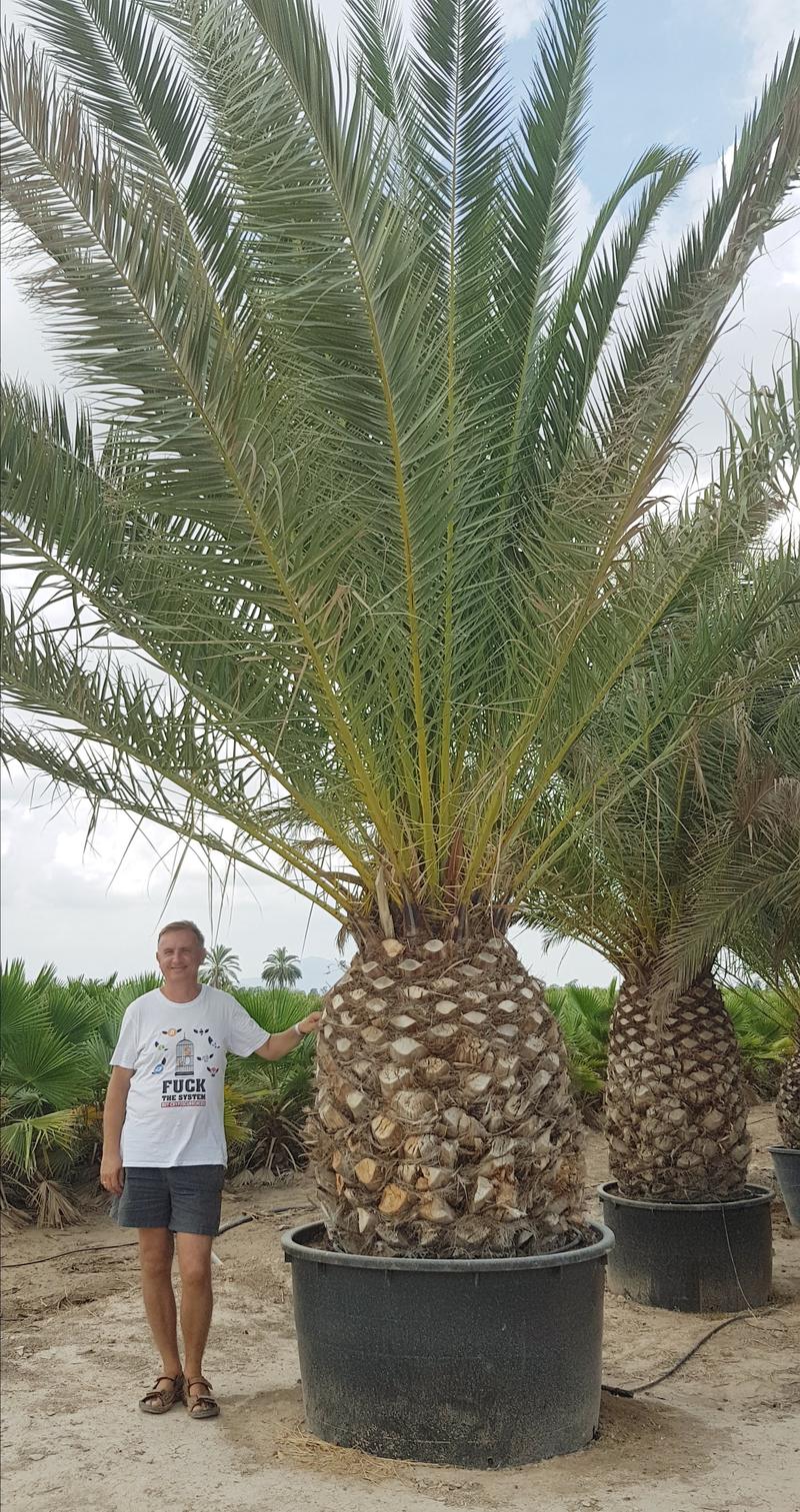 Pielęgnacja palm ogrodowych