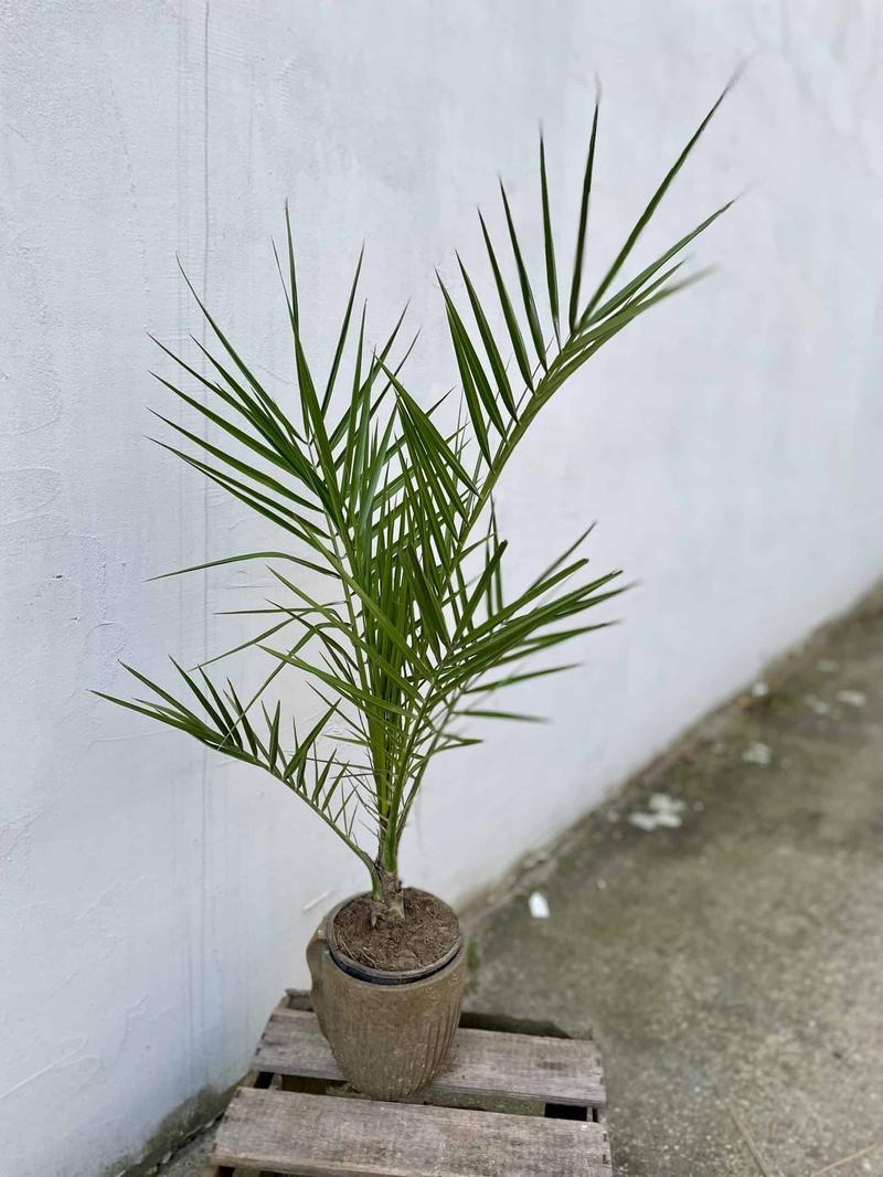 Porady ogrodnicze dla palm