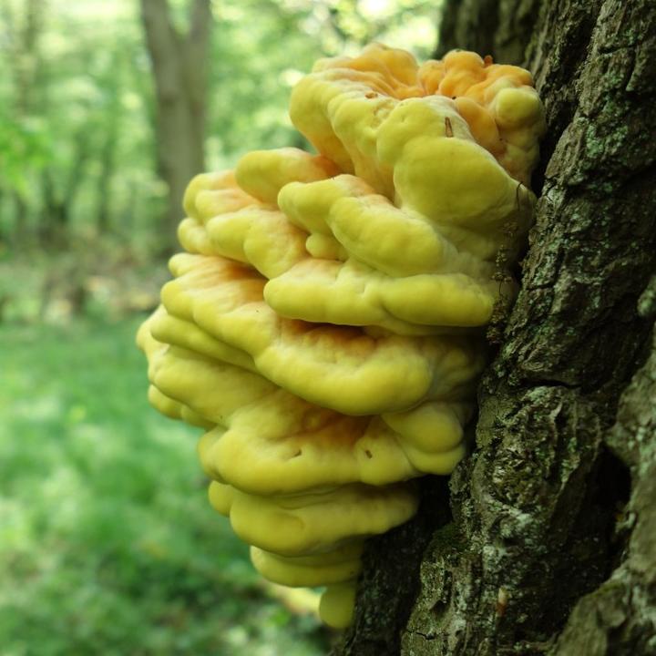 Przepisy z zolciakiem siarkowym