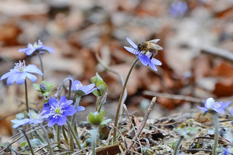 Przylaszczka pospolita
