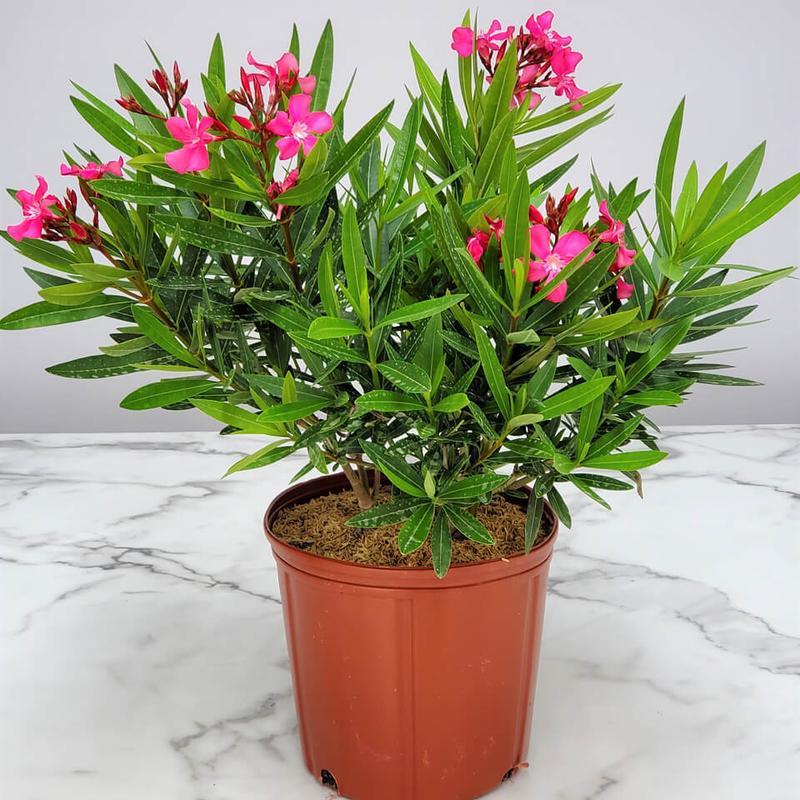 Regeneracja zdrowia oleandra