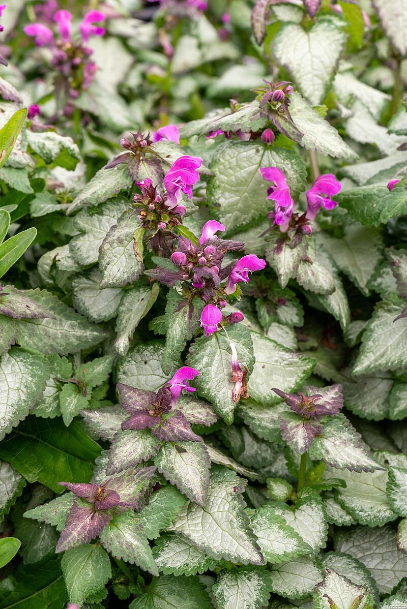 Rozmnażanie jasnoty plamistej