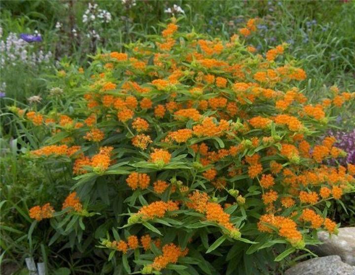 Trojesc bulwiasta w kulturze