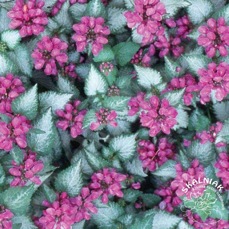 Uprawa jasnoty plamistej