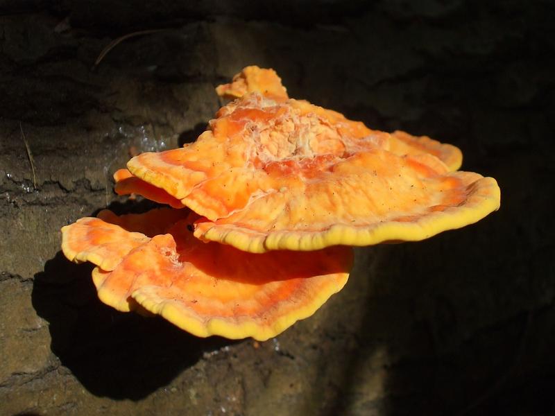 Uprawa zolciaka siarkowego