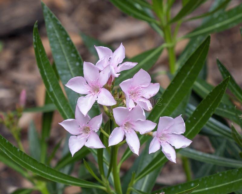 Wiosenne pielęgnowanie oleandra