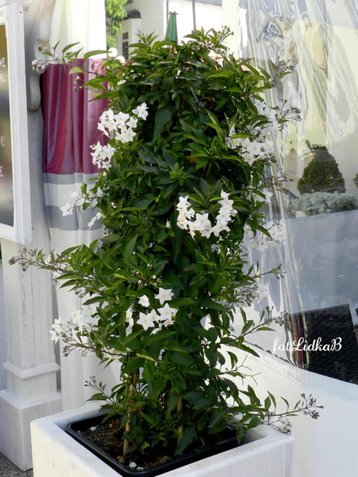 Właściwości psianki jasminowej