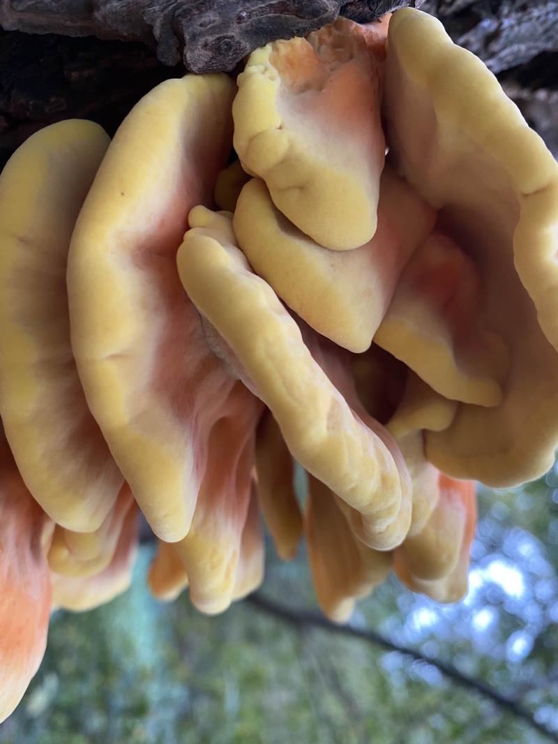 Właściwości zolciaka siarkowego