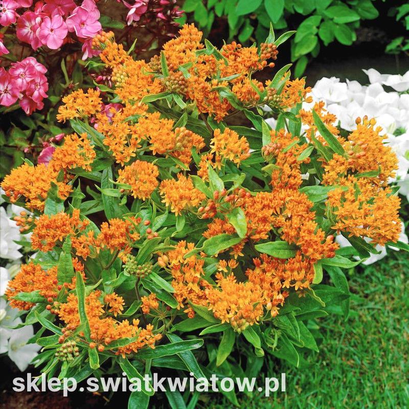 Zagrożenia dla trojes bulwiastej