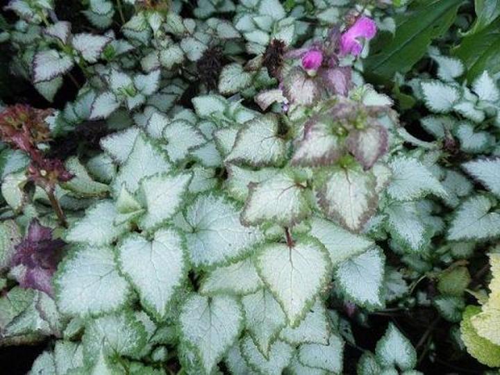 Zastosowanie jasnoty plamistej