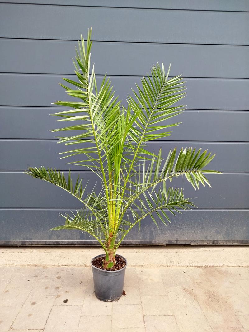 Zdrowotne właściwości daktyli