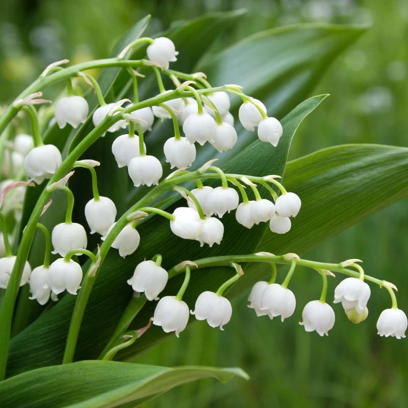 Magiczną moc konwalii – symbol miłości i wiosennej radości