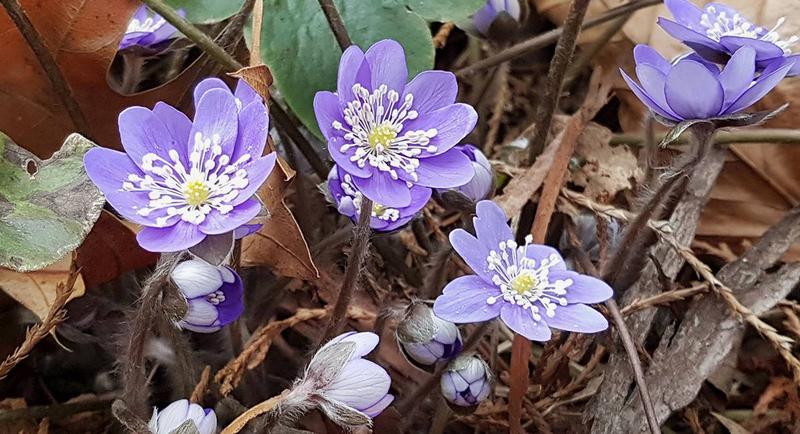 Odkryj piękno przylaszczki pospolitej – kwiat, który zachwyca wczesną wiosną