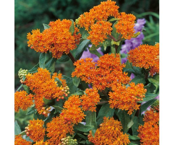 Odkryj tajemnice trojesc bulwiastej – niezwykłego skarbu natury