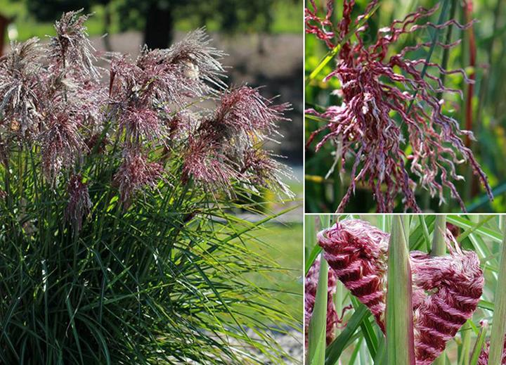Aranżacja ogrodu z miskantem boucle