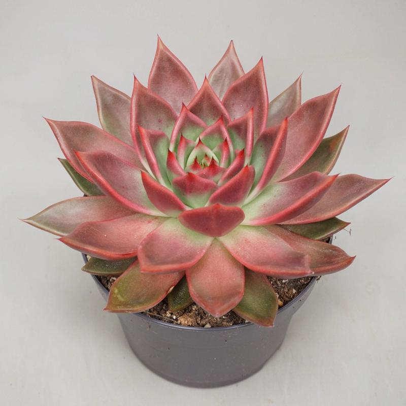 Aranżacje z eszewerii