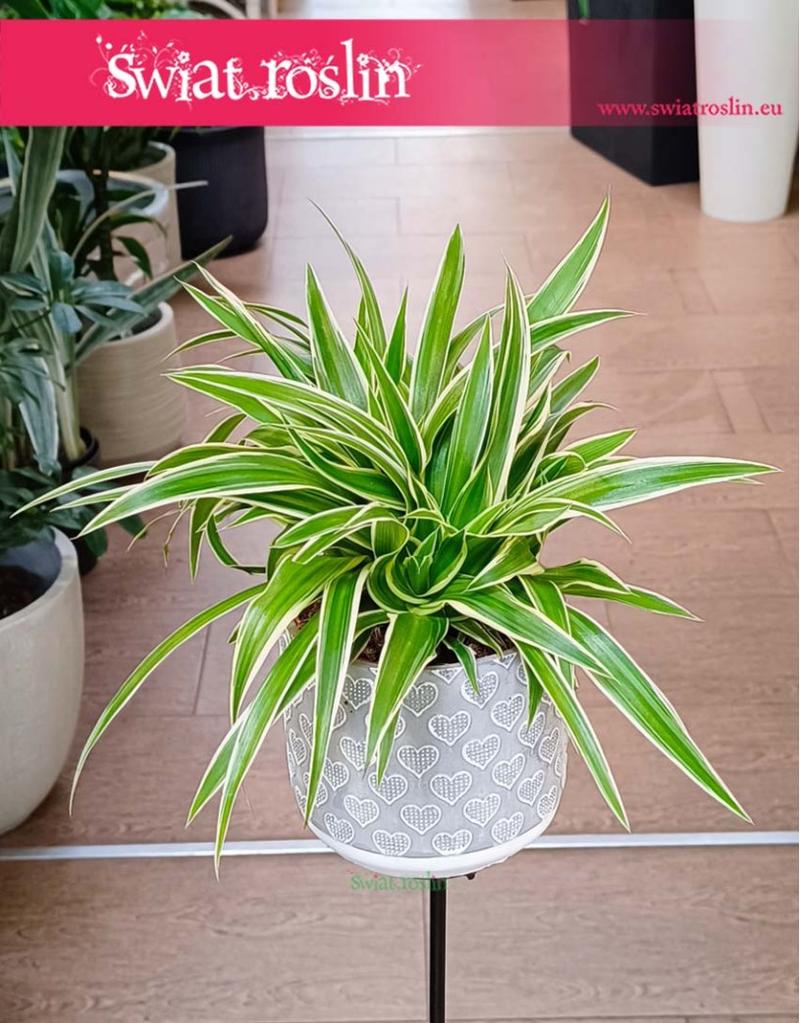 Aranżacje z roślinami