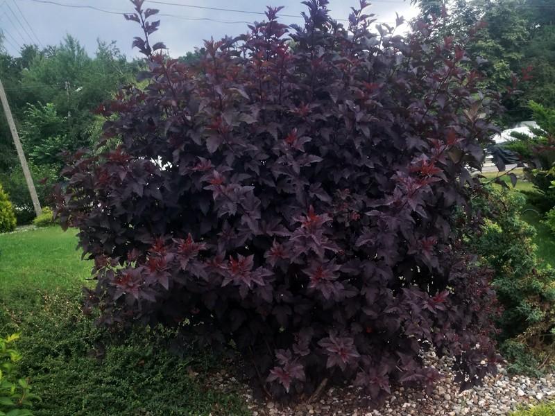 Architektura krajobrazu z pęcherznicą kalinolistną