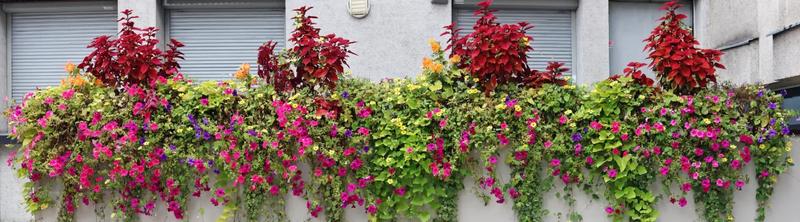 Balkonowe kwiaty zwisające
