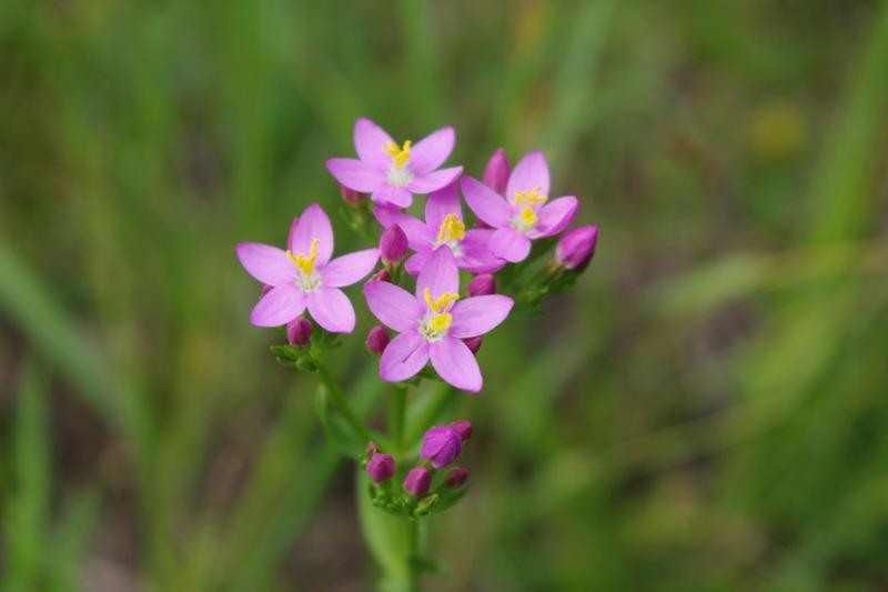 Biologia centurii pospolitej