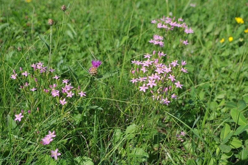 Centuria pospolita w ogrodzie