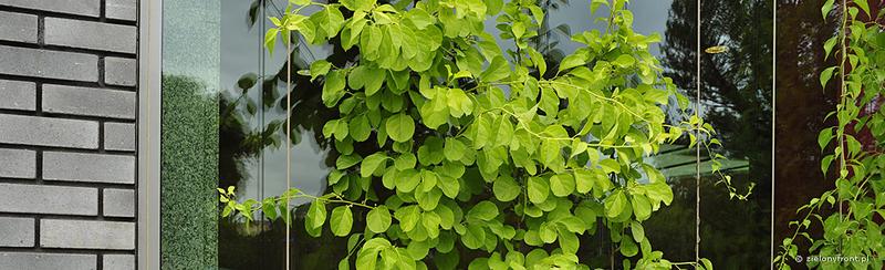 Dlawisz okrągłolistny w ogrodzie