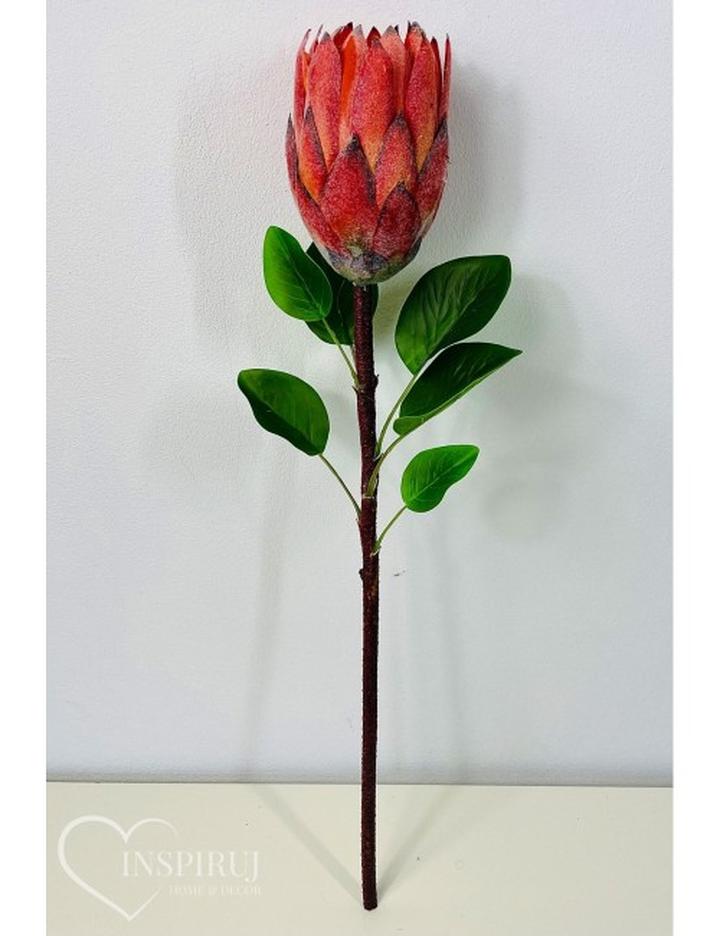 Ekosystem protei królewskiej