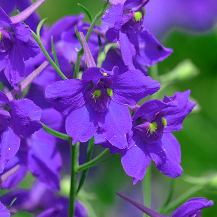 Fioletowe rośliny w ogrodzie