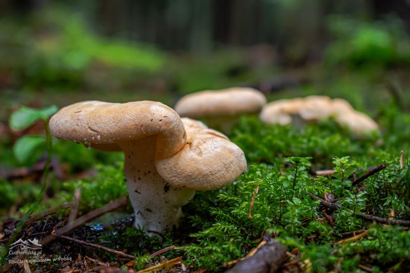 Kolczak oblaczasty natura