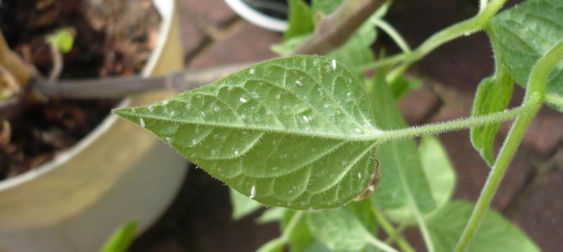 Makroświat przyrody