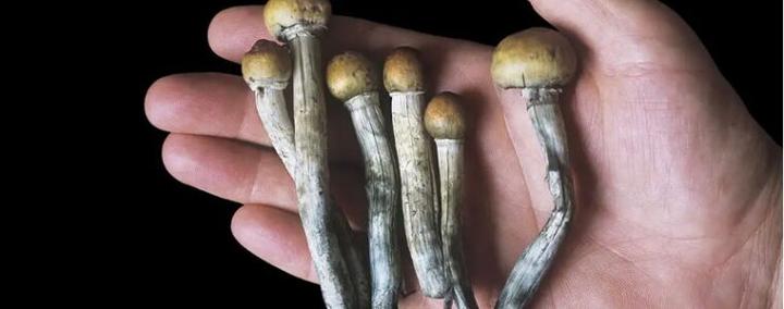 Medyczne właściwości grzybów