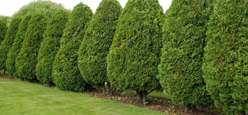 Najlepszy czas na sadzenie