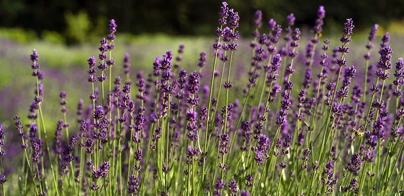 Optymalne warunki glebowe